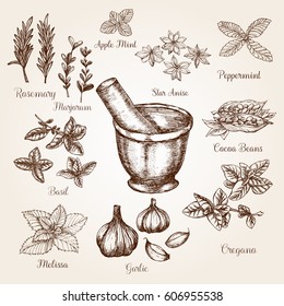 Hand drawn set of spicies with mortar