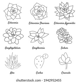 El conjunto dibujado a mano es suculento en el doodle de contorno de estilo. Dibujo gráfico de la flor del desierto en casa. Ilustración vectorial, elementos negros aislados sobre un fondo blanco.