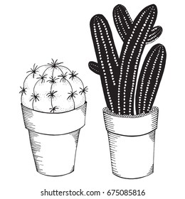 Hand drawn set of succulents or cacti in pots.  Doodles elements. Black and white. Coloring book page for adult. Summer, succulent, doodles, vector, art design elements. Linear botanical vector.