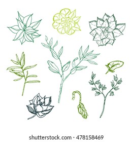 Hand drawn set of succulents and other houseplants and dry green herbs. Doodle set. Isolated. Hand drawing set of gardening illustration with text. Vector illustration. 