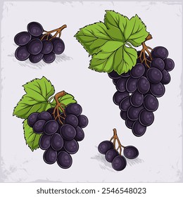 Conjunto dibujado a mano de sabrosa concordia, kyoho, thomcord uvas púrpura profundo azulado con hojas verdes en la parte superior