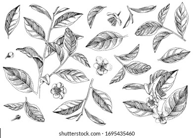 Hand drawn set of tea plant branches, leaves and flowers. Vector illustration