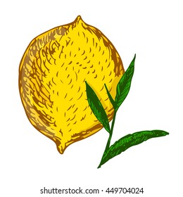 Hand drawn set of a tea stalk with a whole nice lemon isolated on white. Illustration for tea and beverage themes, design element, book or magazine element.