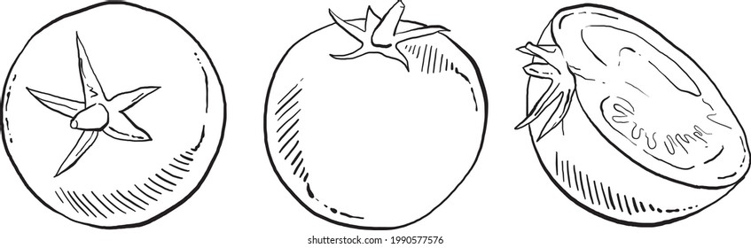 Juego de plantas de tomate con dibujos a mano, ilustraciones en blanco y negro para menú, embalaje, publicidad, libro de cocina