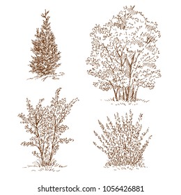 Hand drawn set of trees and shrubs. Sketch, vector illustration.