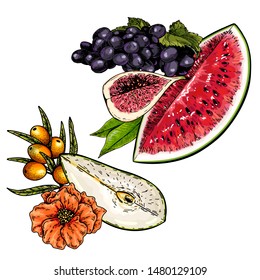 Hand drawn set of tropical fuits. Vector colored isolated objects. Sliced pear, sea buckthorn, watermelon, grape, fig. For restaurant menu, food package, poster design. Summer ripe exotic harvest