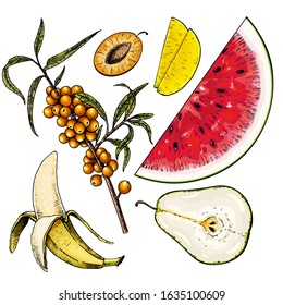 Hand drawn set of tropical fuits. Vector colored isolated objects. Sliced watermelon, mango, pear, plum, banana. Sea buckthorn branch. Restaurant menu, food package. Summer exotic harvest