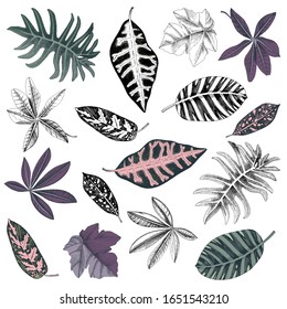 Hand drawn set of tropical leaves and plants. Monochrome and colorful variations. Vector illustration