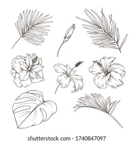 Hand drawn set with tropics leaves and hibiscus flowers. Vector botanical illustration.