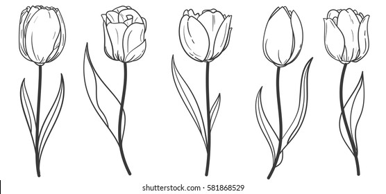 Hand Drawn Set Tulips Branches Flower Stock Vector (Royalty Free ...