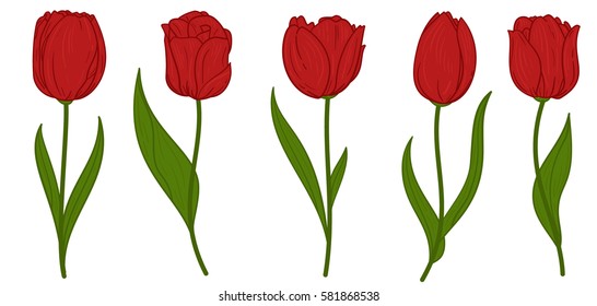 Hand drawn set of tulips branches. Flower isolated on white background. Vintage vector illustration.