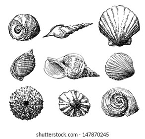 Hand drawn set of various seashell.