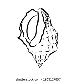 Hand drawn set of various seashell. clam shell, vector sketch