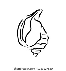 Hand drawn set of various seashell. clam shell, vector sketch