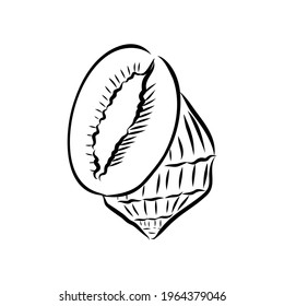 Hand drawn set of various seashell. clam shell, vector sketch