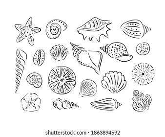 Hand drawn set of various seashells hedgehogs and starfishes. Vector art illustration. Outline, line ink style