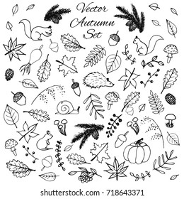 Hand drawn set of vector autumn elements. Includes foliage, rowan berries, acorns, mushrooms, oak and maple leaves, rose hips, squirrels, pine cones and branches, a mouse and a hedgehog.