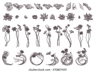 Hand drawn set vector illustration of lotus stripes.