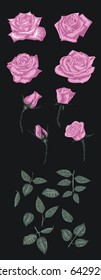 Hand drawn set of vector roses for  decoration 