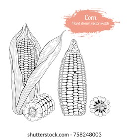 Hand drawn set vector sketch corn.