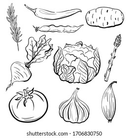 Hand drawn set of vegetables. Asparagus, beans, beetroot, cauliflower, chili, garlic, potato, rosemary, shallot, tomato sketches. Collection of healthy vegan food. Ink drawing. Vector illustration.