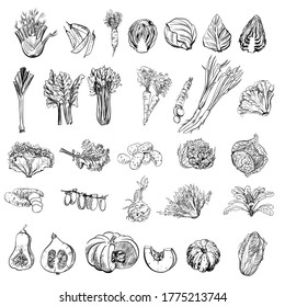 Hand drawn set of vegetables. Vector sketch and watercolor