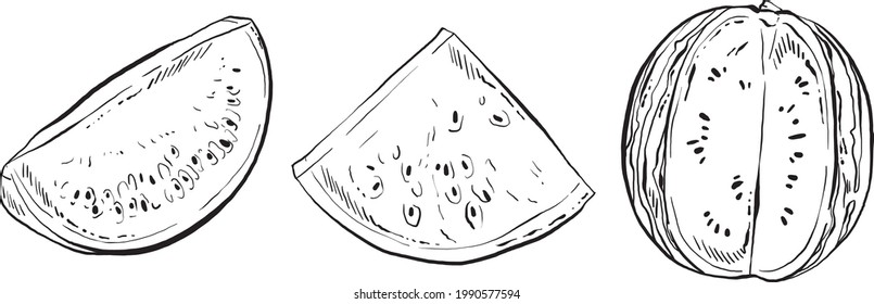 Hand Drawn set of Watermelons, Black and White Vector Illustrations for menu, packing, advertising, cooking book