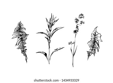 Hand drawn set of weed field herbs. Outline plants painting by ink. Sketch or doodle style botanical vector illustration. Black image on white background.
