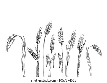 Hand drawn  set Wheat ears.  Isolated Vector illustration in sketch style. 