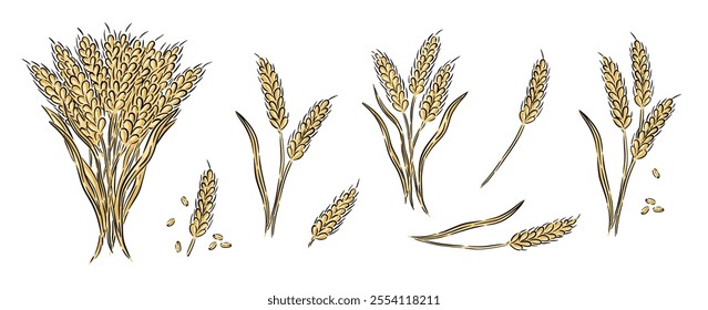 Hand drawn set of wheat plants at various growth stages, including seed heads and stalks. vector illustration