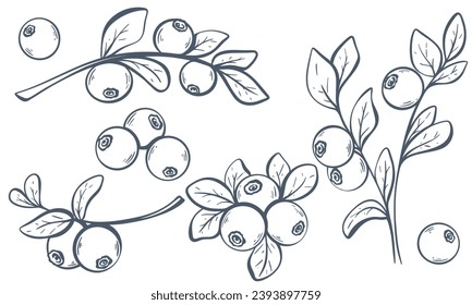 Handgezeichnete Wildbeeren. Tintenfisch, Bilbeere einzeln auf weißem Hintergrund. Vintage-Gravur-Sammlung, Vektorgrafik