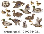 Hand drawn set of wild ducks