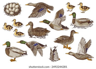 Hand drawn set of wild ducks