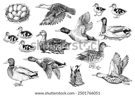 Hand drawn set of wild ducks