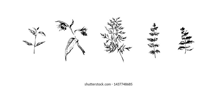 Hand drawn set of wild flowers and  leaves. Outline plants painting by ink pen. Sketch or doodle style botanical vector illustration. Black isolated herbs on white background.