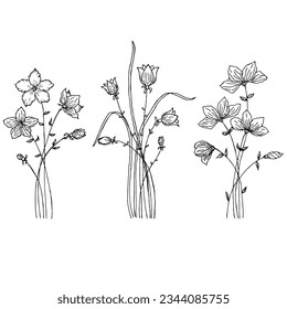 Un lugar dibujado a mano si hay flores silvestres. Flores de campo. Liner