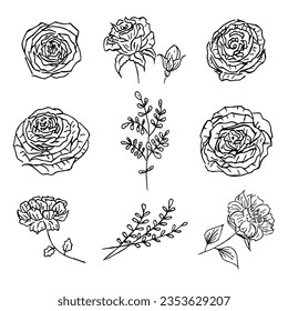 Hand drawn set of wild flowers. Field flowers. Liner