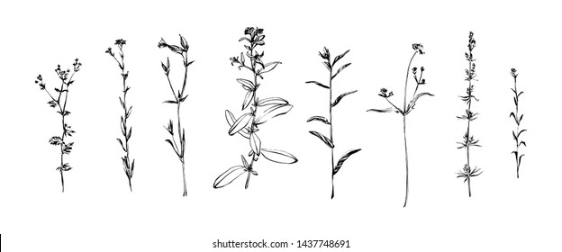 Hand drawn set of wild herbs. Outline plants painting by ink. Sketch or doodle style botanical vector illustration. Black isolated on white background.