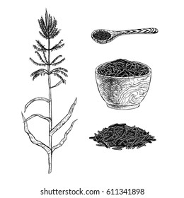 Hand drawn set of wild rice. Zizania water. Black rice. Seeds, plant, dish and spoon. Sketches isolated. Black and white graphic design. Vector illustration.