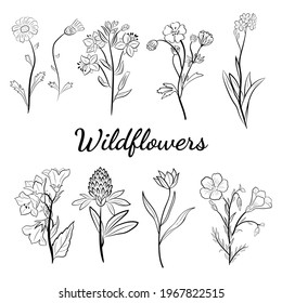 Hand drawn set of wildflowers and herbs. Sketch of summer flowers, herbs and leaves. Collection of meadow plants. Botanical illustration. Decorative elements for summer and spring desing.