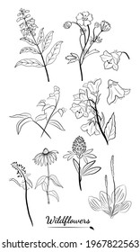 Hand drawn set of wildflowers and herbs. Sketch of summer flowers, herbs and leaves. Collection of meadow plants. Botanical illustration. Decorative elements for summer and spring desing.