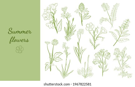 Hand drawn set of wildflowers and herbs. Sketch of summer flowers, herbs and leaves. Collection of meadow plants. Botanical illustration. Decorative elements for summer and spring desing.