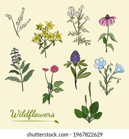 Hand drawn set of wildflowers and herbs. Sketch of summer flowers, herbs and leaves. Collection of meadow plants. Botanical illustration. Decorative elements for summer and spring desing.
