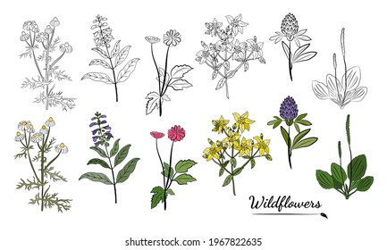 Hand drawn set of wildflowers and herbs. Sketch of summer flowers, herbs and leaves. Collection of meadow plants. Botanical illustration. Decorative elements for summer and spring desing.