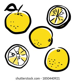 Handgezeichnet mit Yuzu-Früchten auf weißem Hintergrund. Vektorgrafik