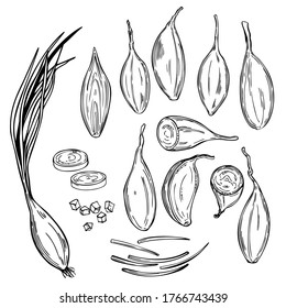 Hand drawn shallot onion (Allium ascalonicum).  Vector sketch  illustration.