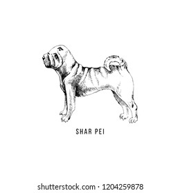 Hand drawn Shar Pei. Vector illustration in retro style