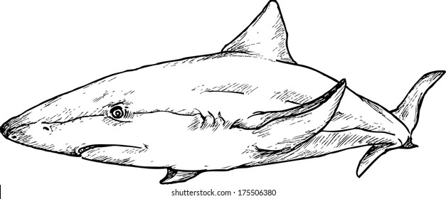 hand drawn shark