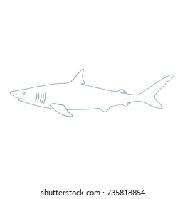 Hand Drawn Shark Outline Illustration on White background. Vector Illustration