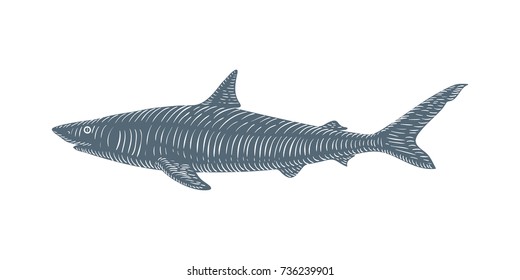 Hand Drawn Shark Sketch Engraved Style. Vector illustration